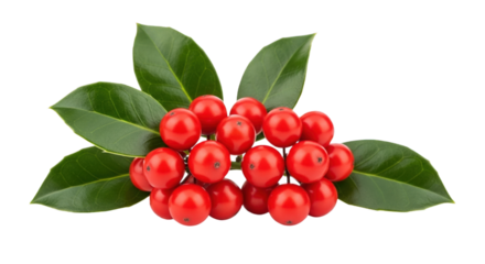 Vibrant Red Holly Berries with Green Leaves Isolated on Transparent Background