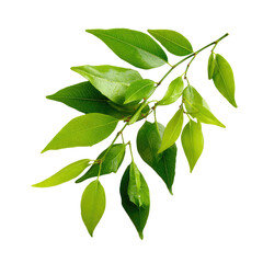Obraz premium Green Leaves on a Branch