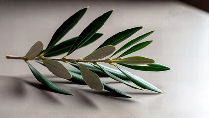 Olive branch with green narrow leaves on a light background, minimalist still life, natural element, symbol of peace and purity, eco design