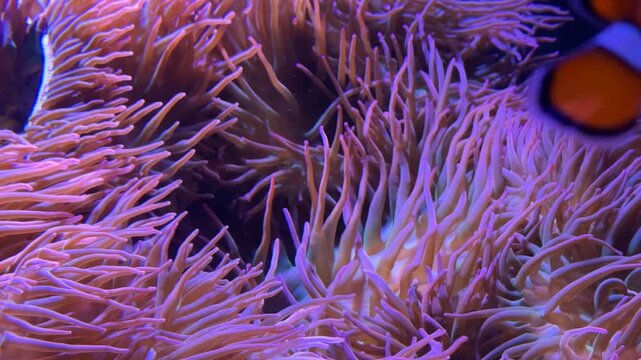 Focus change from clownfish to sea anemones in a saltwater reef fish aquarium.