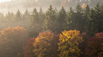 Misty autumn forest with layered evergreens and colorful fall foliage