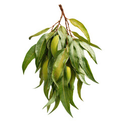 Naklejka premium Mango Branch with Leaves Isolated