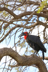 Southern Ground-Hornbill perched in a tree, Okavango Delta, Botswana
