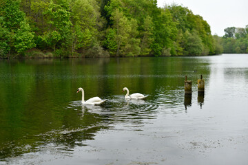 Two white Mute Swans are swimming on the calm, dark green water of a lake or pond, surrounded by lush spring greenery on the banks.