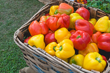 red and yellow peppers in basket