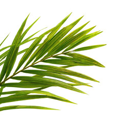 Obraz premium Palm leaf with transparent background