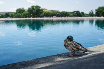Male Duck by Reflecting Pool in Washington DC on a Sunny Day