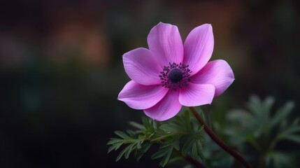 Delicate Purple Flower with Petals Bathed in Soft Light Against a Dark Background Capturing Nature’s Beauty in Bloom