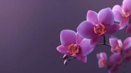 Naklejka premium Beautiful Pink Orchid Blooms with Delicate Petals and Elegant Stems on a Soft Purple Background for Nature and Floral Photography