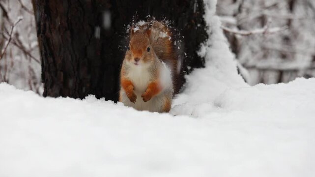 Close-up video of a squirrel in winter, sitting in the snow and eating nuts while snow gently falls around it. Captured in 4K ultra HD with soft natural light, showing detailed fur, tiny paws