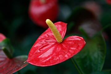 플라밍고,안스리움,