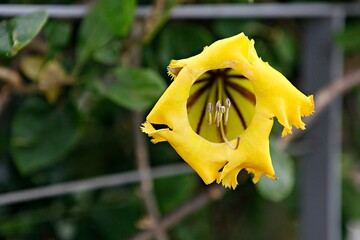 엔젤트럼펫,쟈카란다, 