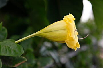 엔젤트럼펫,쟈카란다, 