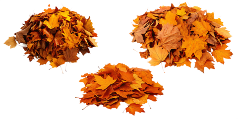 Piles of yellow and orange autumn leaves isolated on a transparent background fall