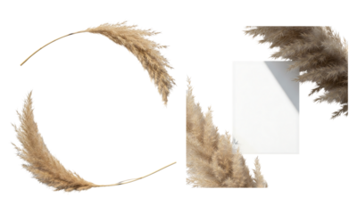 Delicate pampas grass frame composition with blank white card and soft shadow