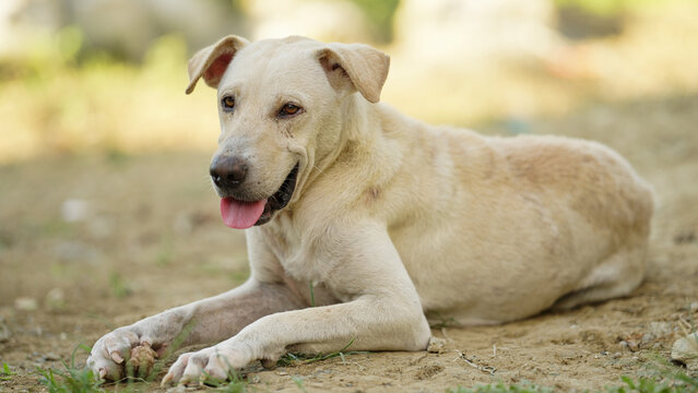 askal or aspin filipino street or stray dog in a rural village in the philippines