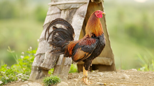 Filipino rooster bird bred for cockfighting in the philippines, asia