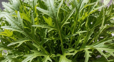 Obraz premium Vibrant fresh green mizuna mustard greens showing intricate deeply lobed leaves and serrated edges, healthy leafy vegetable close up photography,