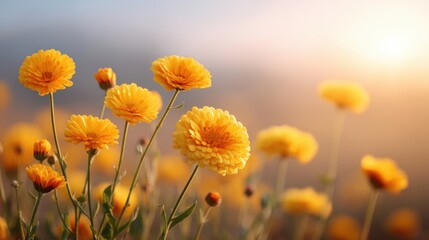 Beautiful yellow flowers blooming in garden at sunrise with soft morning light creating a serene and peaceful atmosphere in nature's beauty