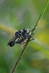 Two Hairy Black Robber Flies Mating on a Green Plant Stem
