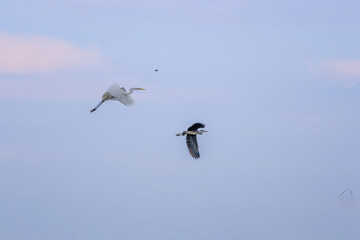 Obraz premium Great Egret and Grey Heron Flying Together in Pale Cloudy Sky