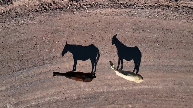 Aerial view of two donkeys casting long shadows on the arid desert landscape, creating a striking contrast of light and dark, Morristown, Arizona, United States.