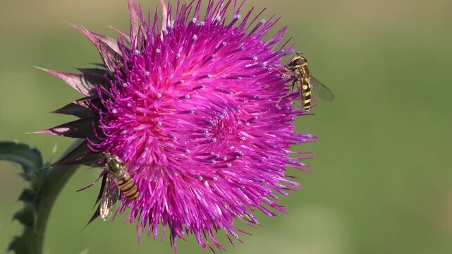 Flying Bumble Bees Insects Collecting Pollen on Thorns Flower, Pollinating Thistles, Mountains Desert Medicine Plants, Bumblebee