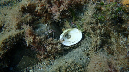 Violet bittersweet (Glycymeris nummaria) shell on sea bottom, Ligurian Sea, Italy, Imperia © Alexey