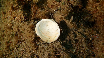 Violet bittersweet (Glycymeris nummaria) shell on sea bottom, Ligurian Sea, Italy, Imperia © Alexey