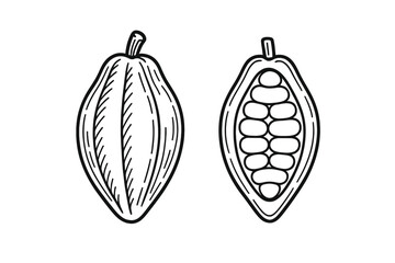 Detailed black and white of whole and cross sectioned cocoa pod with raw beans
