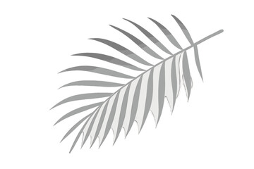 Stylized tropical palm leaf silhouette in gray color isolated on a white background