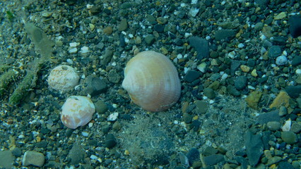 Violet bittersweet (Glycymeris nummaria) shell on sea bottom, Ligurian Sea, Italy, Imperia © Alexey