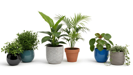 Collection of healthy potted houseplants in various decorative pots, showcasing lush green foliage and vibrant plant life
