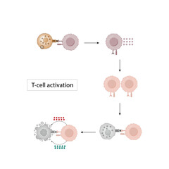 T cell activation diagram, helper T cell and cytotoxic T cell.  Adaptive immune system. Vector illustration.