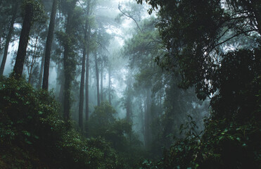 Obraz premium Misty forest, tall tree, dense foliage, moody light, morning fog, serene misty forest evokes calm
