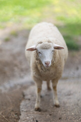White sheep standing looking forward on farm