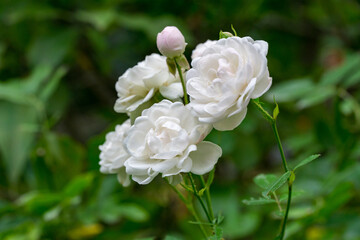 Cluster of pristine white shrub rose 'Sea Foam'in full bloom, their delicate petals glowing against soft, blurred green garden backdrop, with single unopened bud adding anticipation