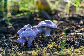 Group of pale purple mushrooms Inocybe geophylla var. lilacina  known as the earthy inocybe is poisonous mushroom with conical caps growing in moist, dark soil by sunlight