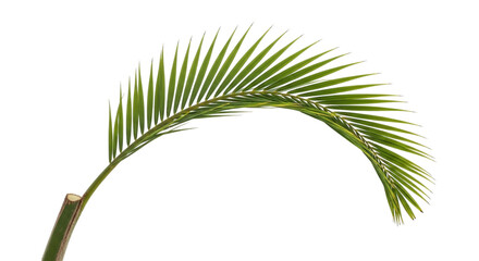 Single green palm tree frond leaf branch isolated on transparent background for tropical nature design element
