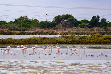 Flock of Pink Flamingos and Small Wading Birds in Lagoon