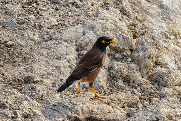 Common Myna Bird Standing on Light Brown Rocky Ground