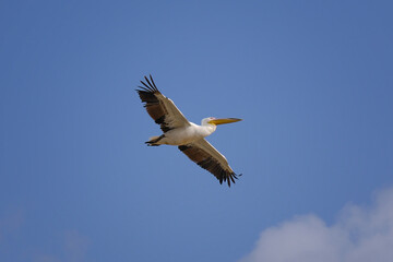 Fototapeta premium Great White Pelican in Flight with Wings Spread Against Blue Sky