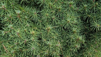 Detailed Botanical View Of Dense Needle Clusters With Rich Green Hues And Resinlike Qualities