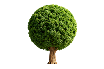 A round green tree with a brown trunk in a simple background