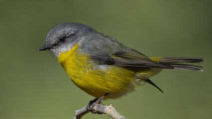 Fototapeta premium Eastern Yellow Robin