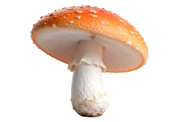 A close-up view of a vibrant red and white spotted fly agaric mushroom