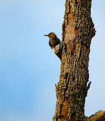 A juvenile redheaded woodpecker with only tiniest bit of red on is head perched on the side of a dead tree and looking backwards