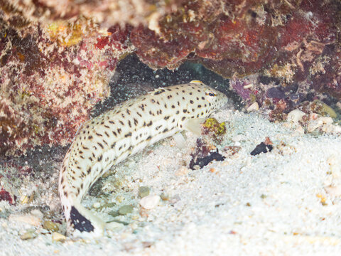 コウライトラギス, Snyder's weever, U-mark sandperch, Parapercis snyderi, トラギス科,
阿嘉島阿嘉ビーチ（真謝浜）
沖縄県島尻郡慶良間諸島-2025
沖縄本島から40km西方にある諸島。
大小30以上の島々からなる島嶼群は全体が国立公園に指定されている。
珊瑚礁の海、白い砂浜、緑の山地は世界屈指の美しさ。
多くの貴重な動植物が生息している。
