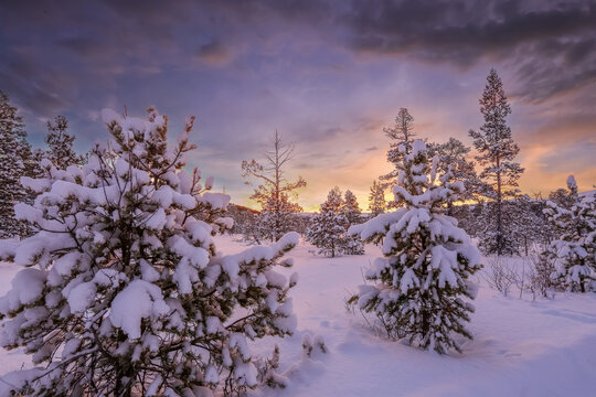 Snowy winter forest in Innerdalen ( Innset)  in Norway