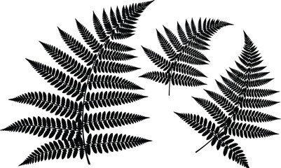 Set of detailed fern leaf silhouettes isolated on white background, natural botanical foliage illustration for design, decoration, eco projects, and artwork © Sakib World